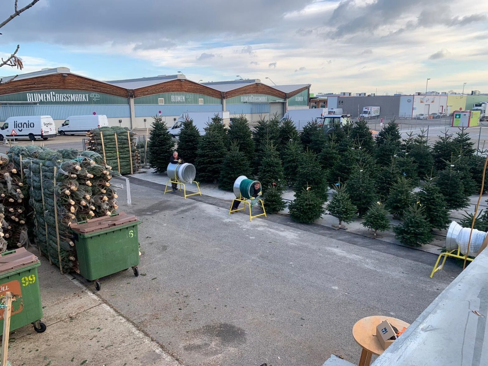 Christbäume und zwei Personen bei der Christbaumnetzmaschine